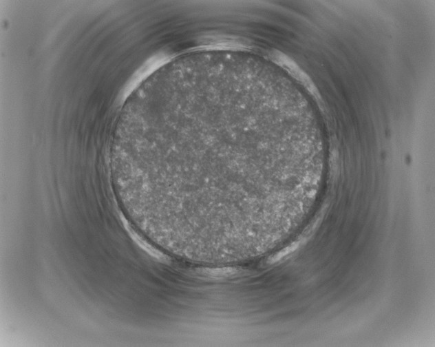 X0000085811425200704131935