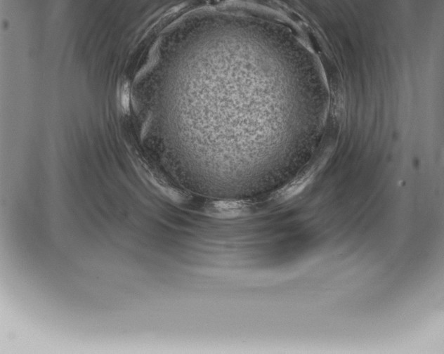 X0000085820095200703301605