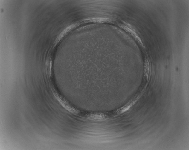 X0000085820110200703301604