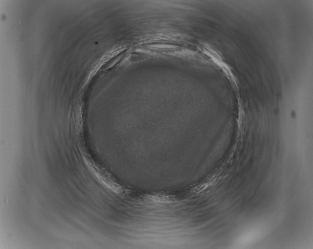 X0000085820250200703301601