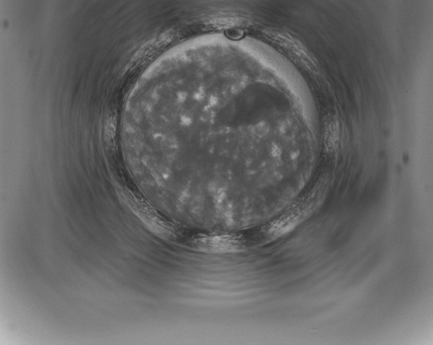 X0000085820365200703301559