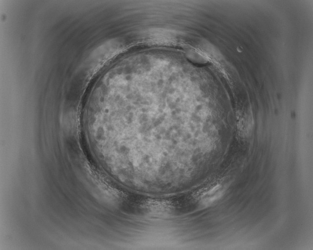 X0000085820487200703301557