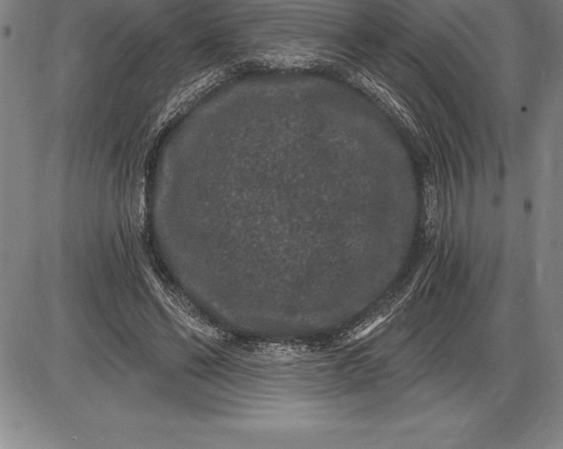 X0000085820494200703301557