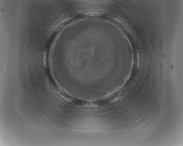 X0000085820696200703301554