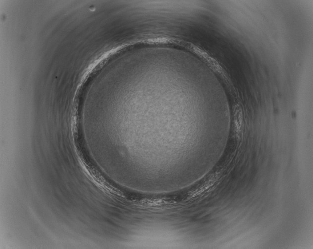 X0000085820728200703301553