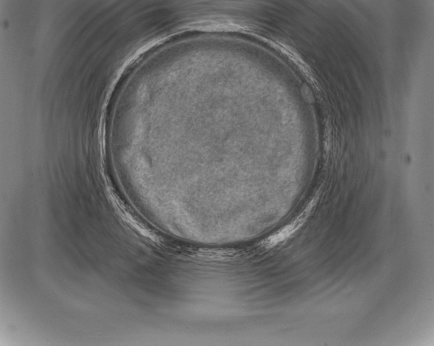 X0000085820840200703301551