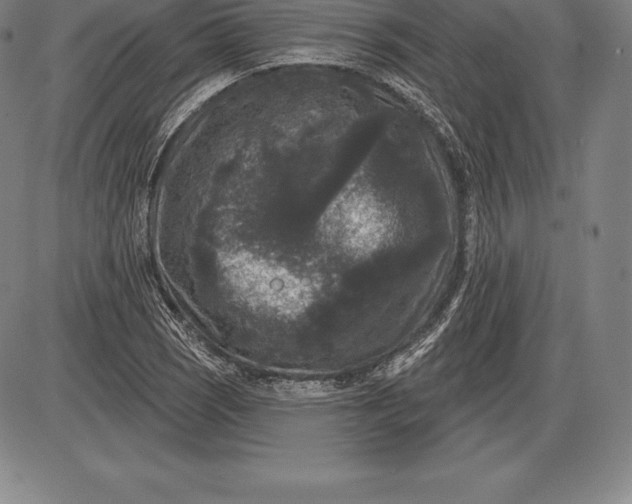 X0000085821121200703301546