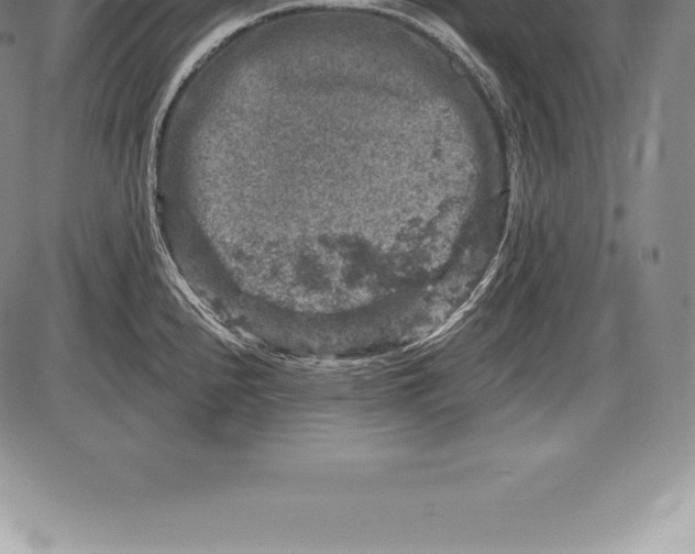 X0000085821240200703301545