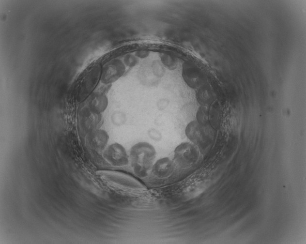 X0000085821255200703301544