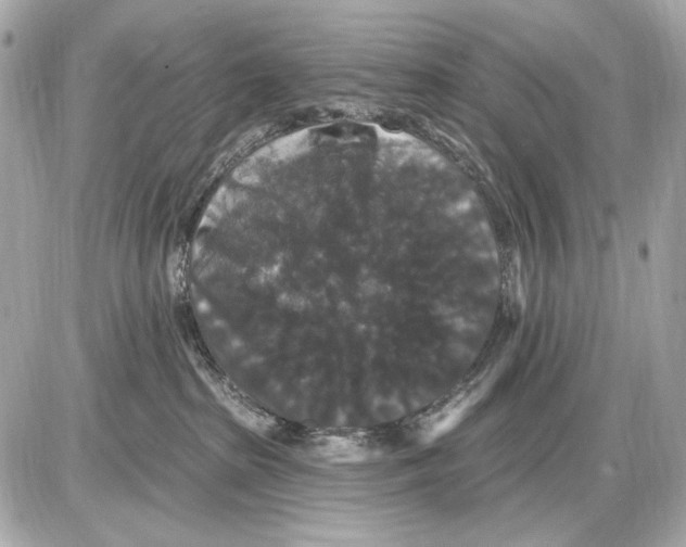 X0000085820285200704091640