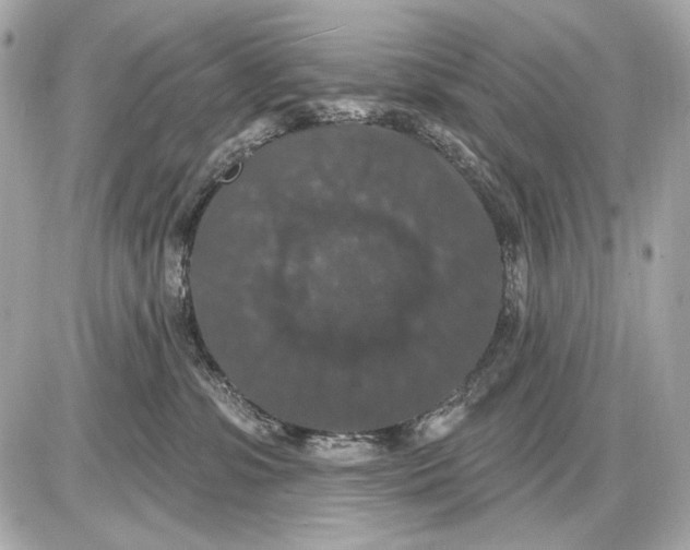 X0000085820331200704091639