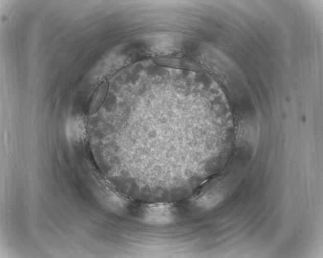 X0000085820335200704091638