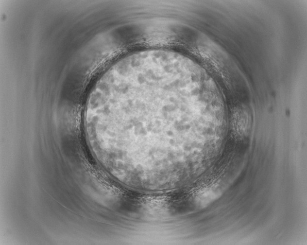 X0000085820495200704091636