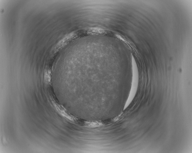 X0000085820621200704091634