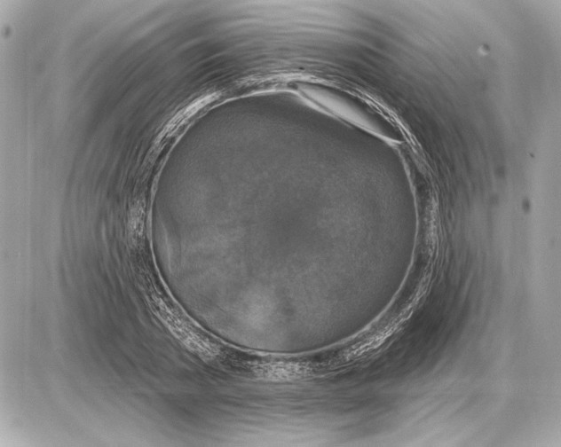 X0000085820785200704091631