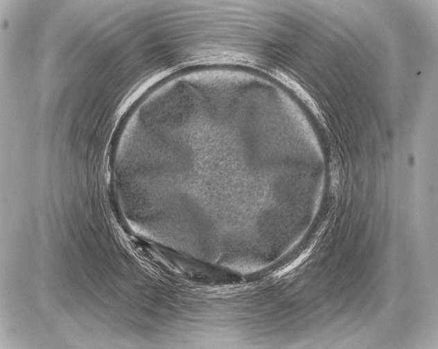 X0000085820885200704091629