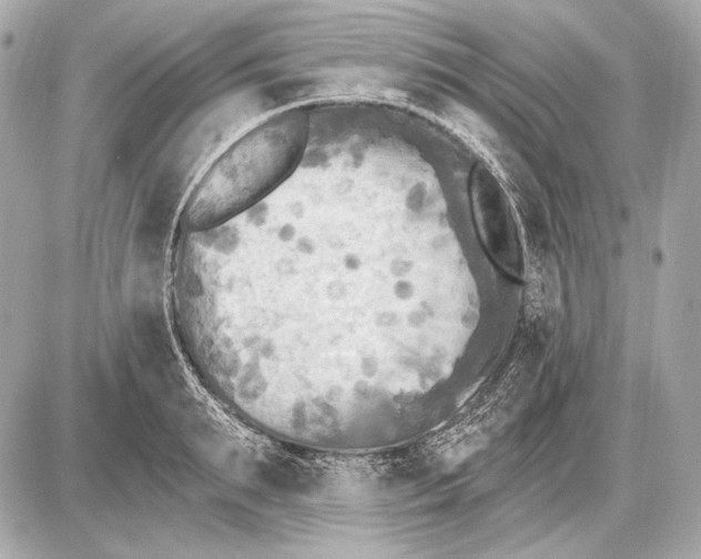 X0000085820895200704091629