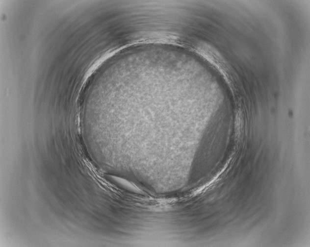 X0000085820925200704091628