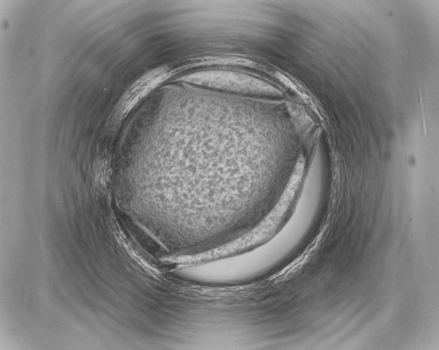 X0000085820985200704091628