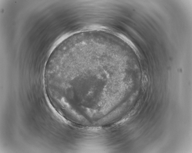 X0000085821055200704091627