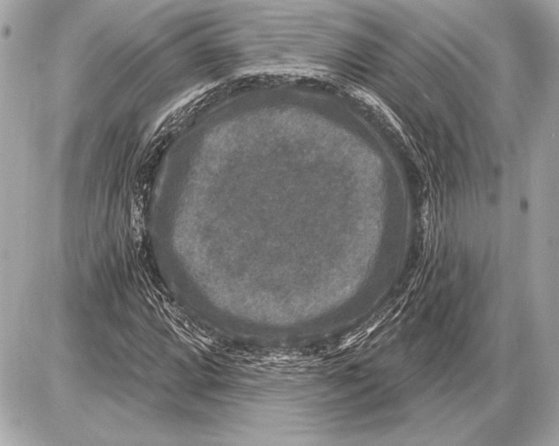 X0000085821064200704091626