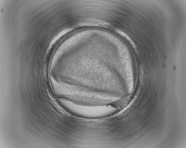 X0000085821114200704091625