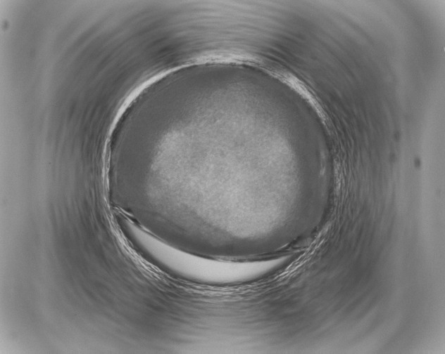 X0000085821124200704091625