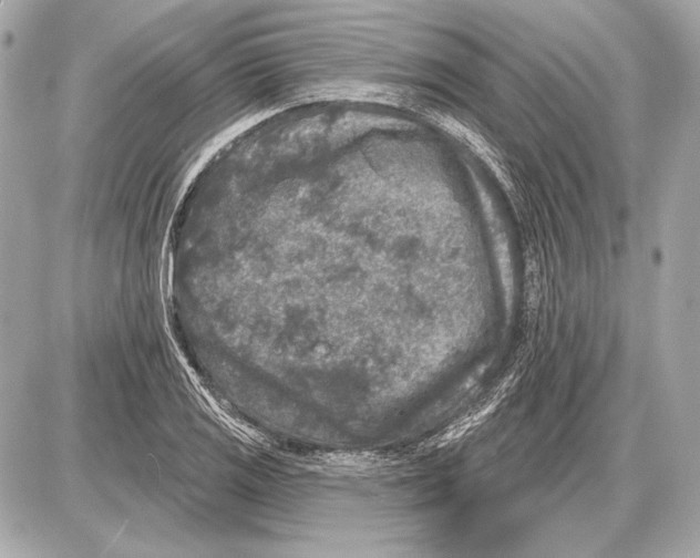 X0000085821125200704091625