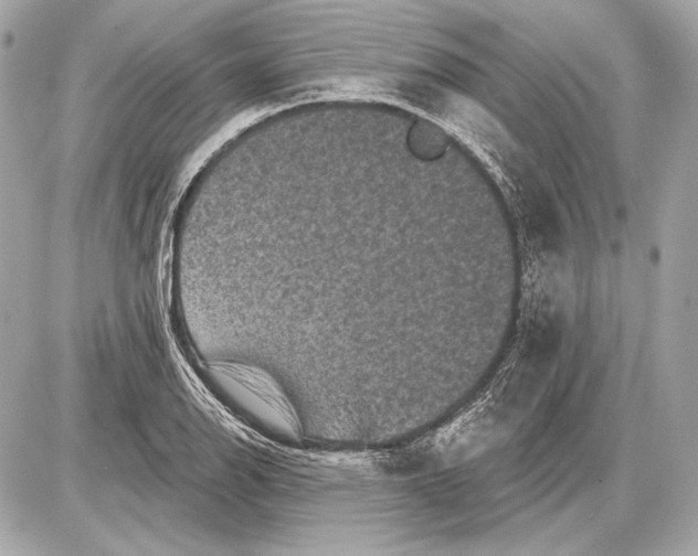 X0000085821126200704091625