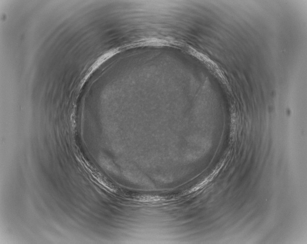 X0000085821170200704091625