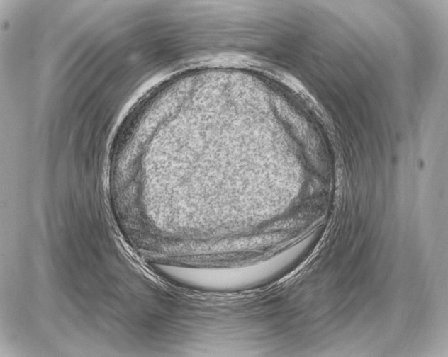 X0000085821232200704091624