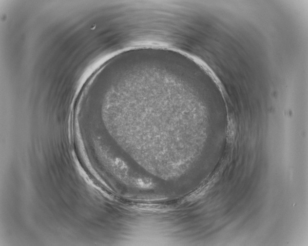 X0000085821295200704091622