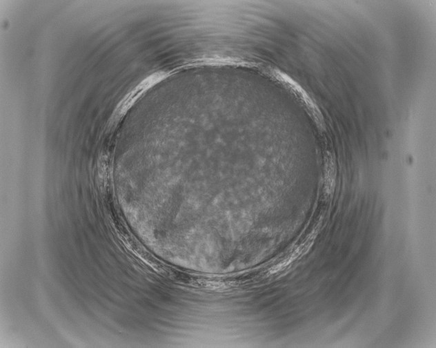 X0000085821361200704091621