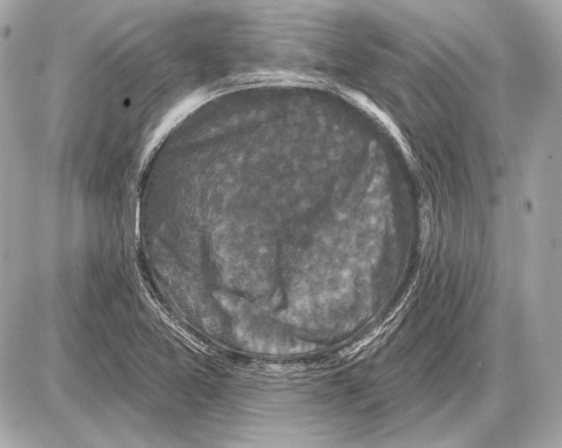 X0000085821365200704091621