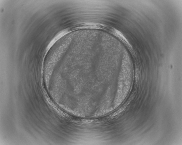 X0000085821378200704091621