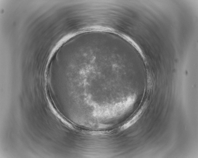 X0000085821381200704091621