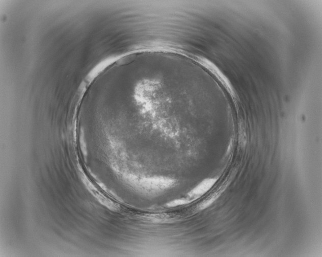 X0000085821388200704091621