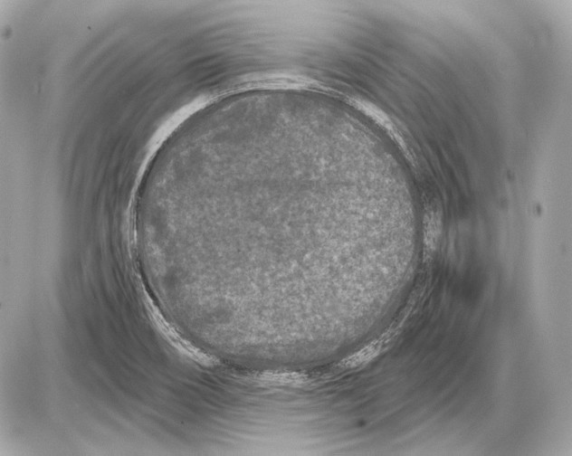 X0000085821466200704091620