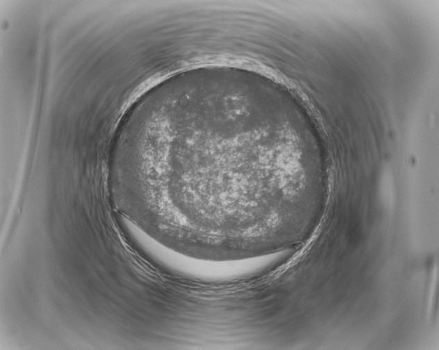 X0000085821505200704091619