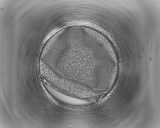 X0000085821521200704091619