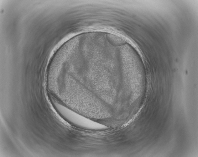 X0000085821525200704091619