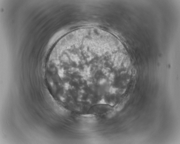 X0000085820053200704132022