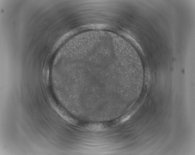 X0000085820110200704132022