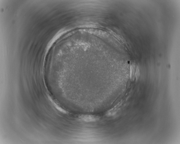 X0000085820195200704132021