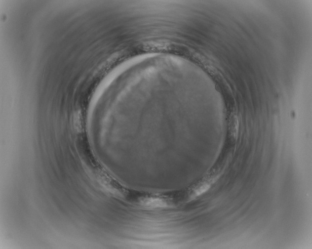 X0000085820224200704132020