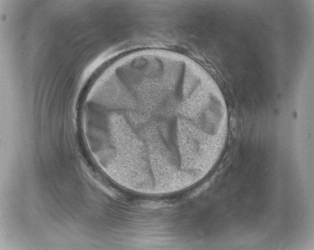 X0000085820246200704132019