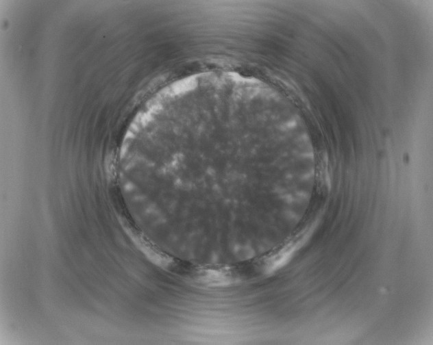 X0000085820285200704132020