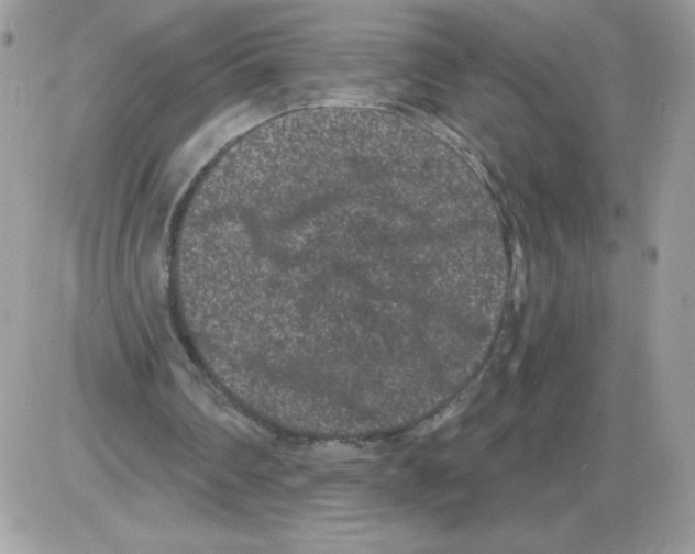 X0000085820290200704132019
