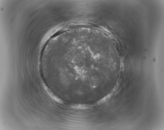 X0000085820293200704132019