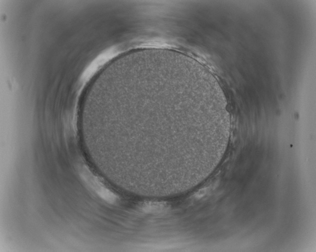X0000085820296200704132019